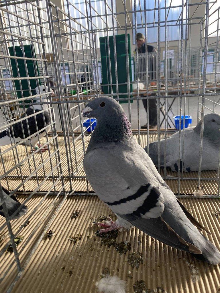 Prodám Americké výstavní