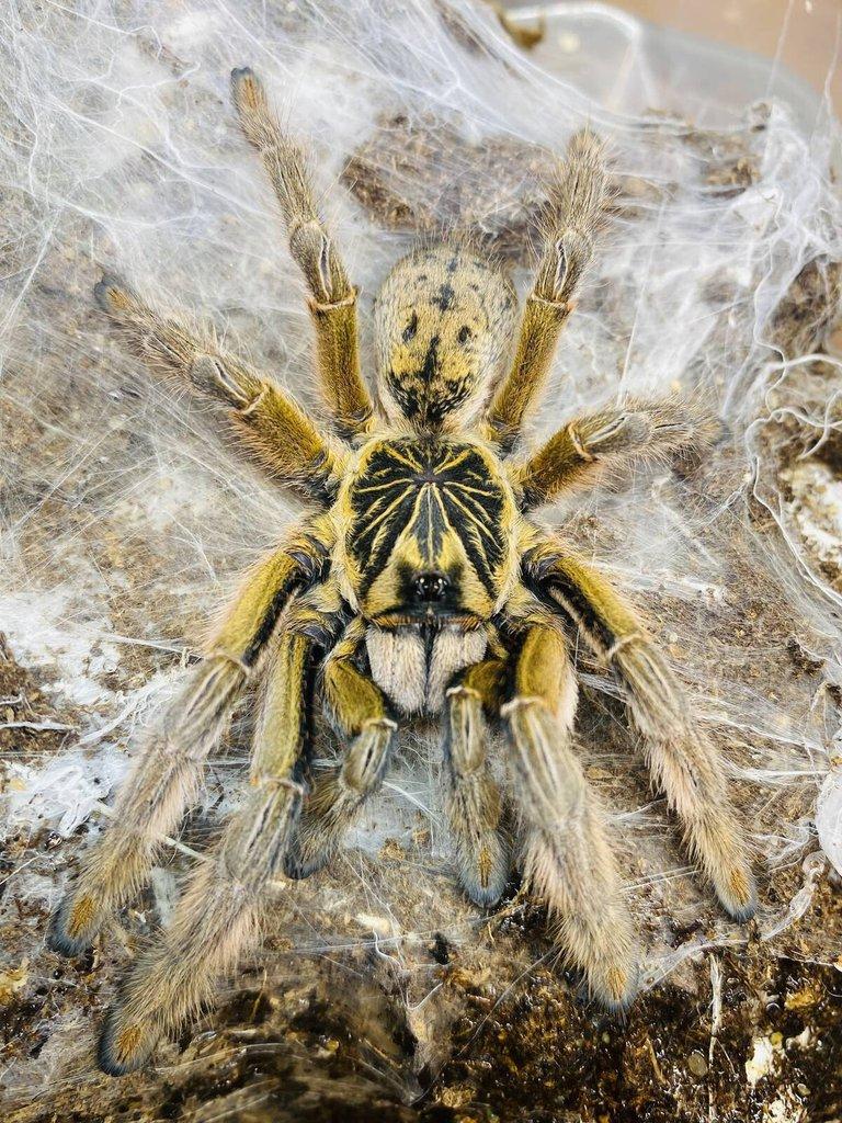 Živá exotika 7.2.026 - stůl: J08