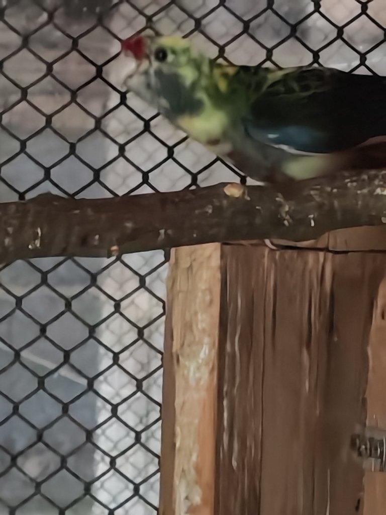 Rosela penant straka