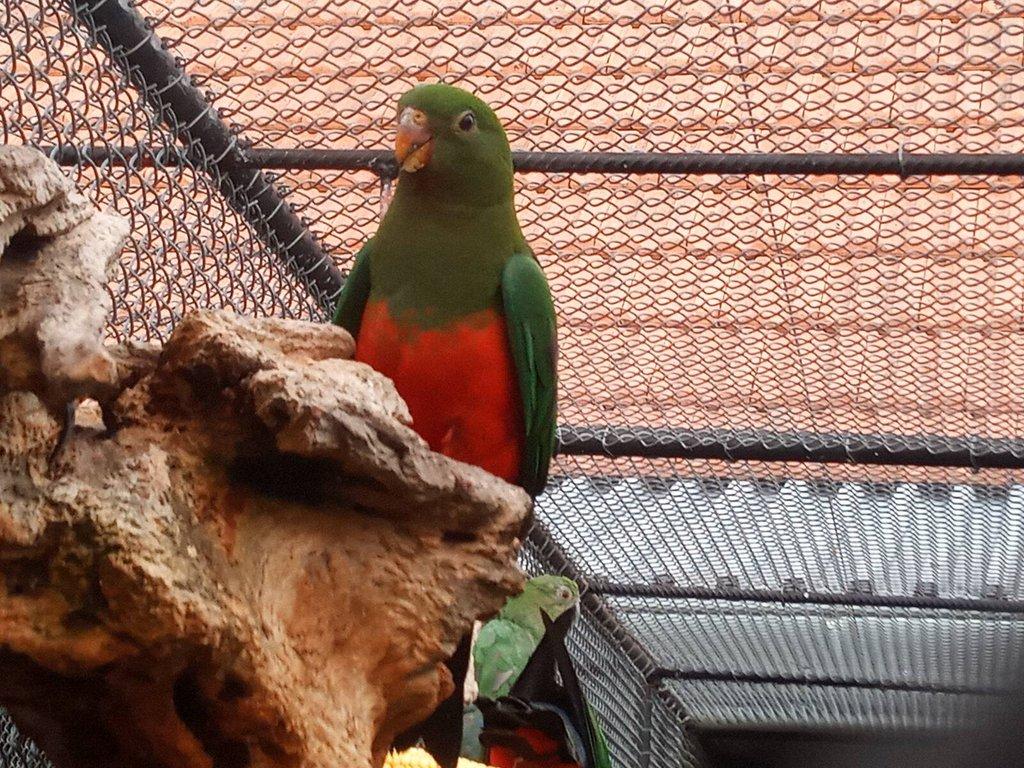 Papoušek královský