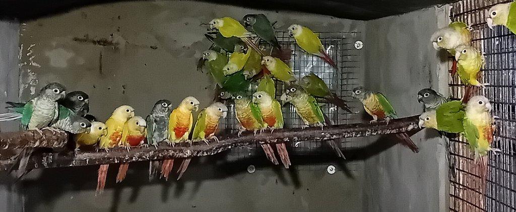 Pyrury zelenolící mutace