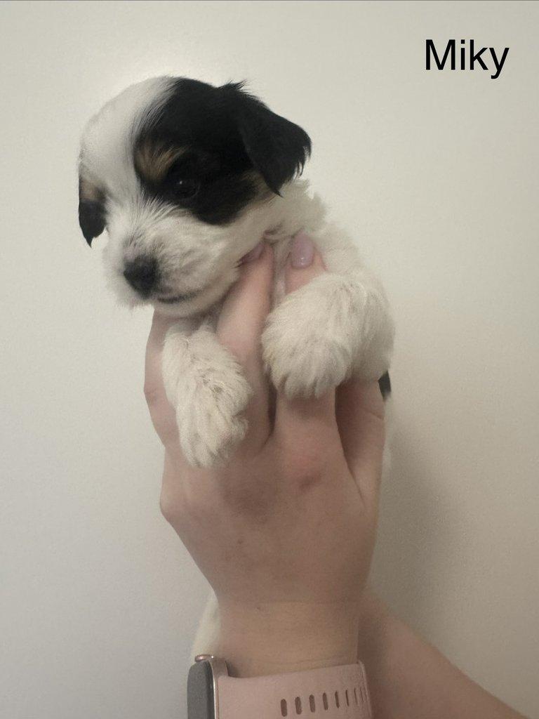 Nabízím k rezervaci štěňátka biewer teriér bez PP