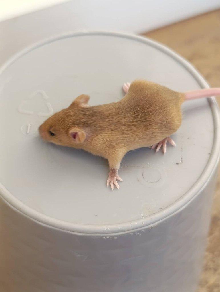 Barevné Fancy myšky