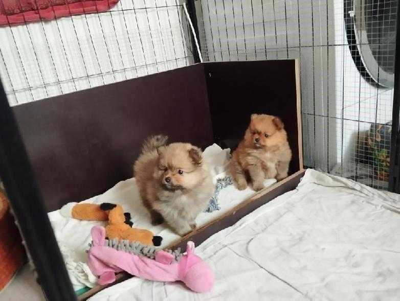 Německý špic malý s PP-bereme záznamy na štěňata barvy orange a orange sable