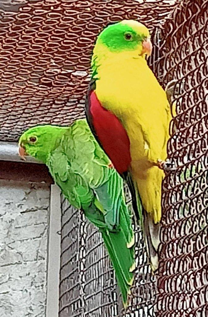 Papoušek červenokřidlý žlutý,