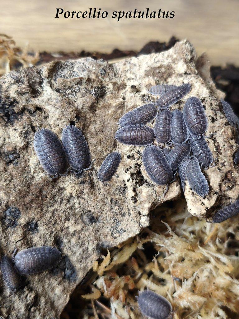 ISOPODY·STÍNKY - Bulk/balíčky - posílám