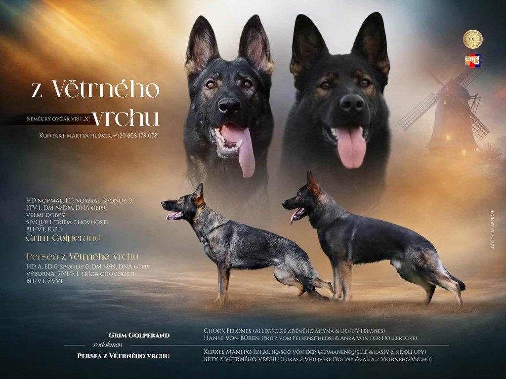 Štěně německého ovčáka s PP