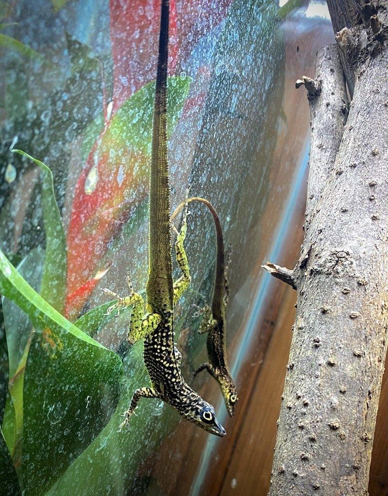 Phelsuma, Anolis