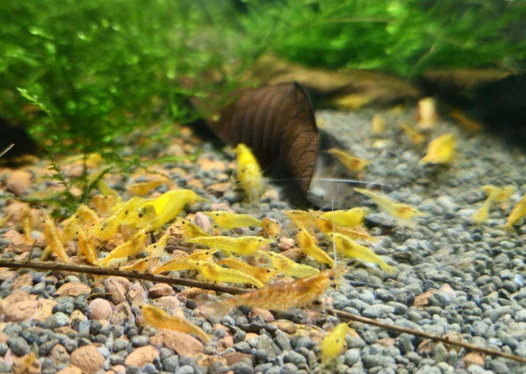 Sparťanské krevetky - červená, modrá, žlutá - čisté linie