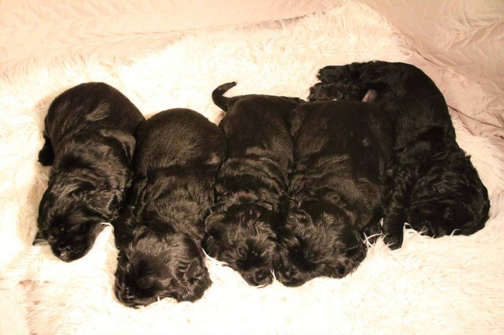 Anglický kokršpaněl s PP - 2 volní pejsci