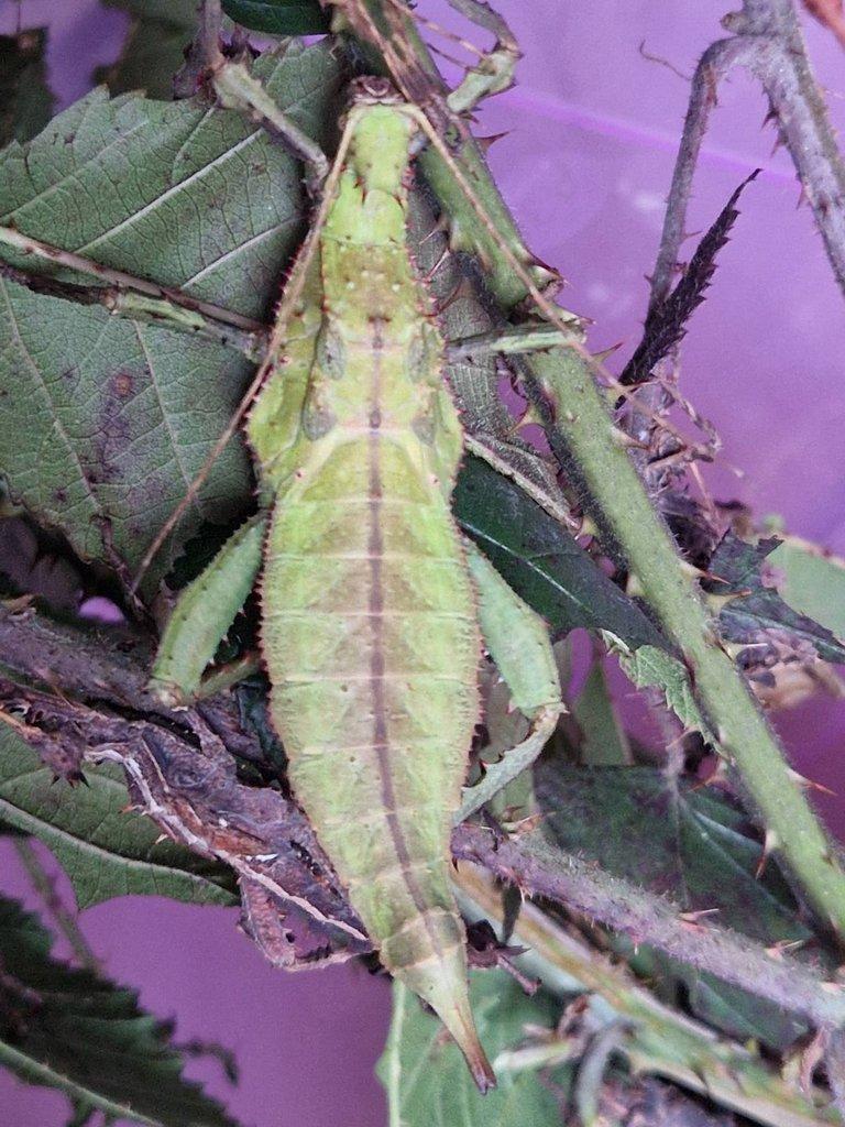 Heteropteryx dilatata - Strašilka obrovská