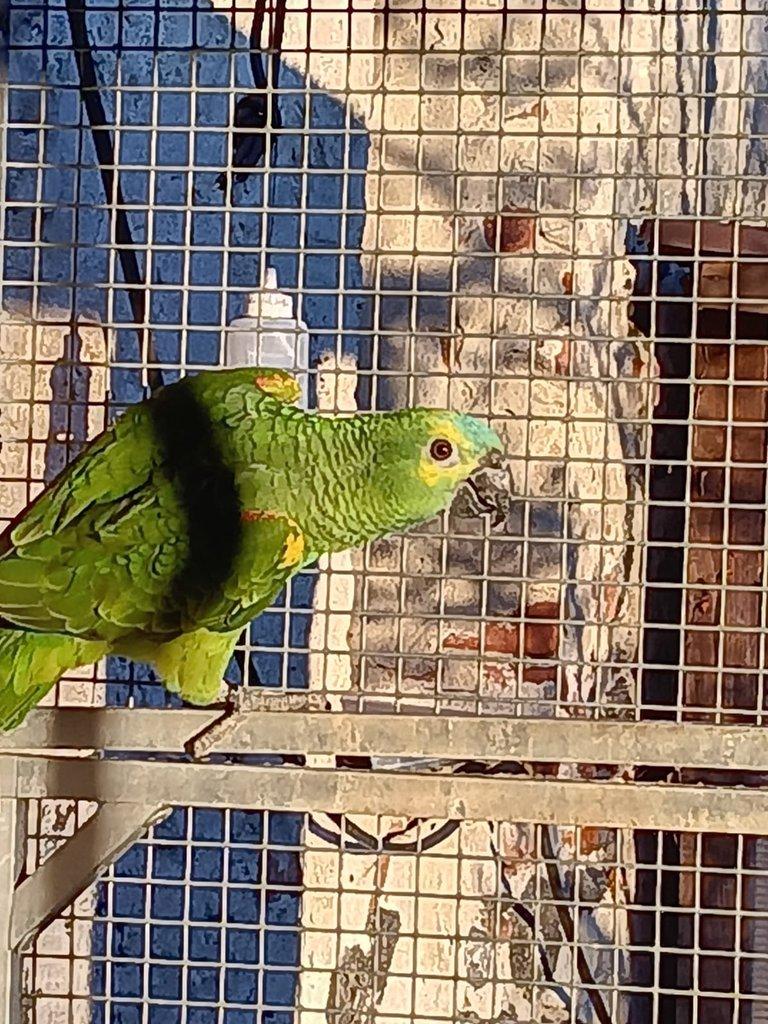 Amazoňan modročelý