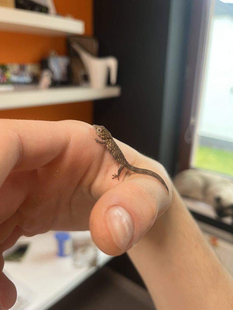 Eurydactylodes agricolae mládě