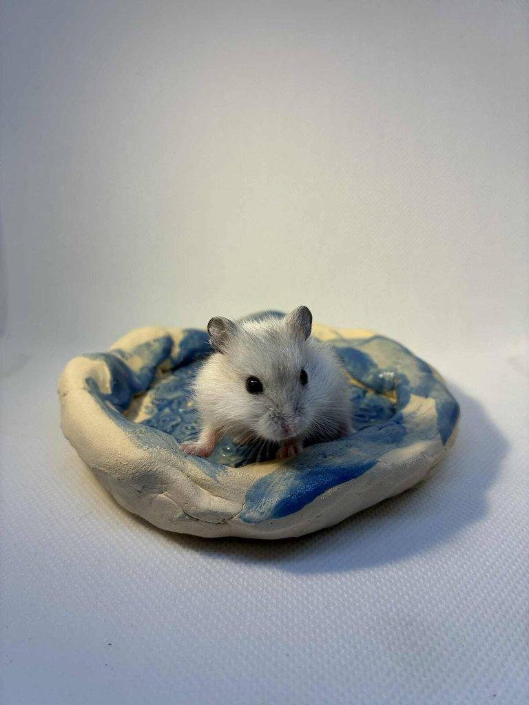 Křečík džungarský – mláďata s PP | CHS Roklinka