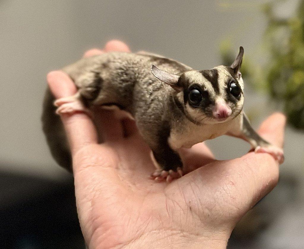 Zamluvené mohu vzít na Živou exotiku 17.1.26 - F18-F20