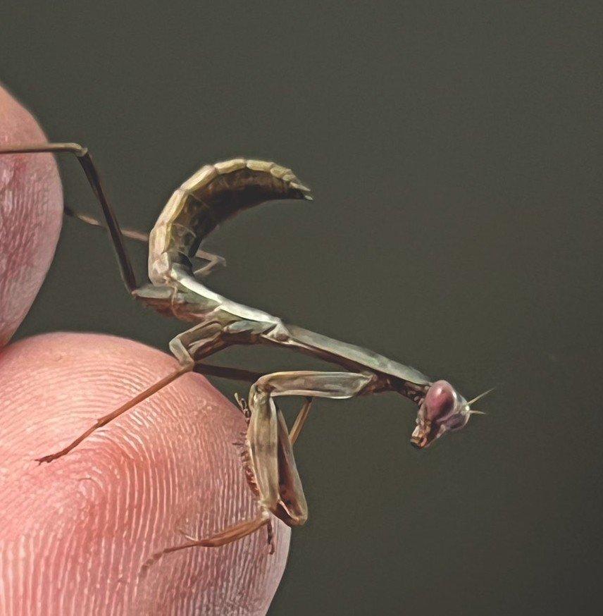 Rhombodera kirbyi páry alebo samice