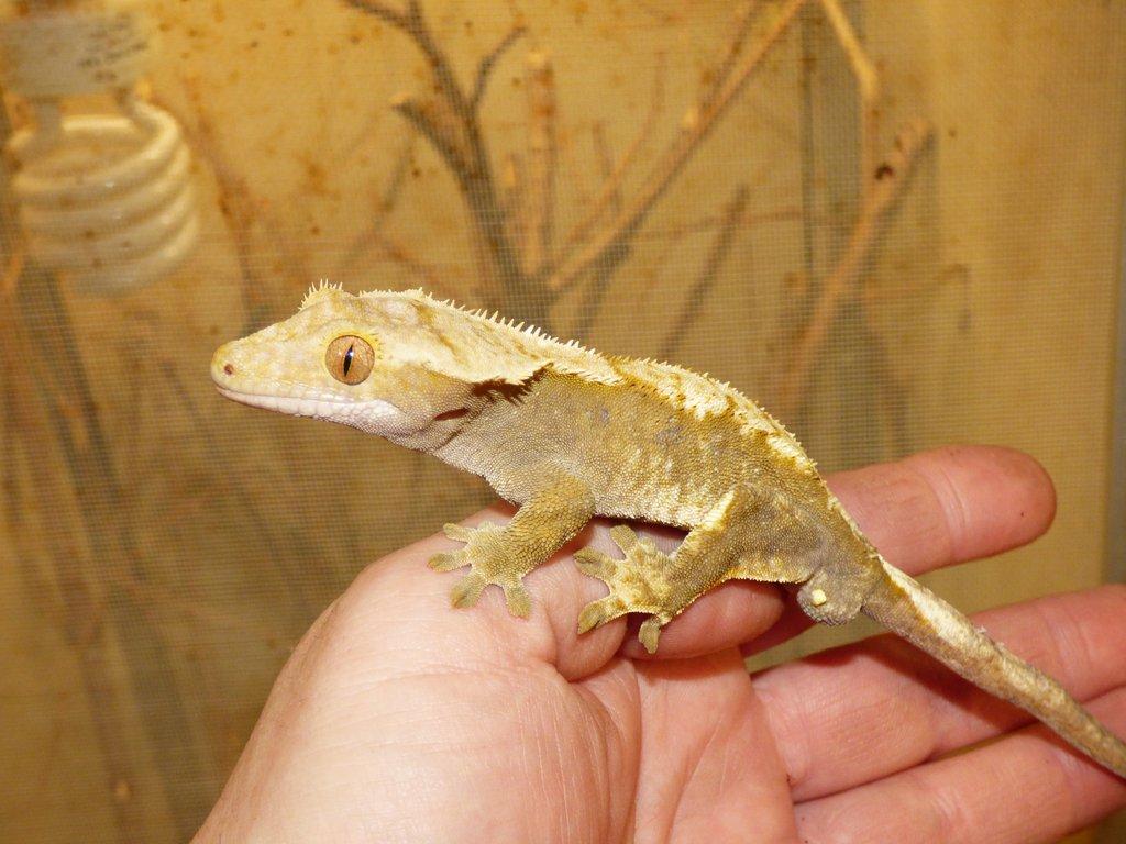 Pagekon řasnatý (Coreolophus ciliatus)