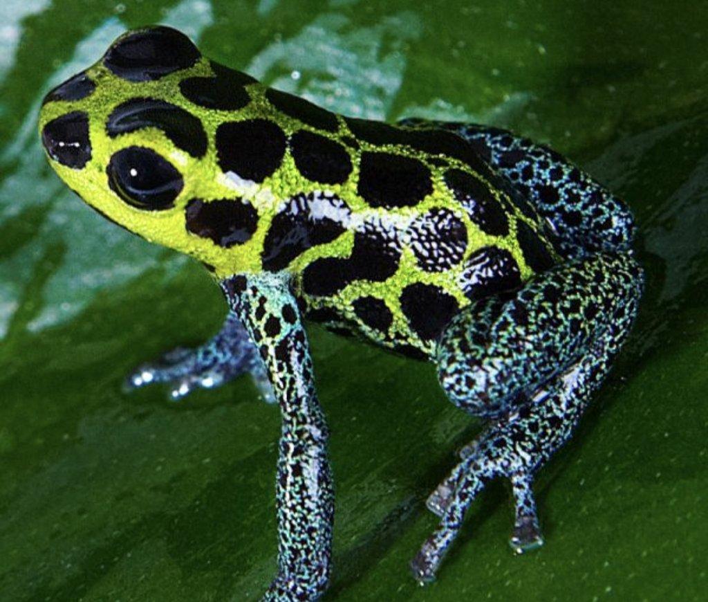 Koupím pralesničky klamavé Ranitomeya imitator