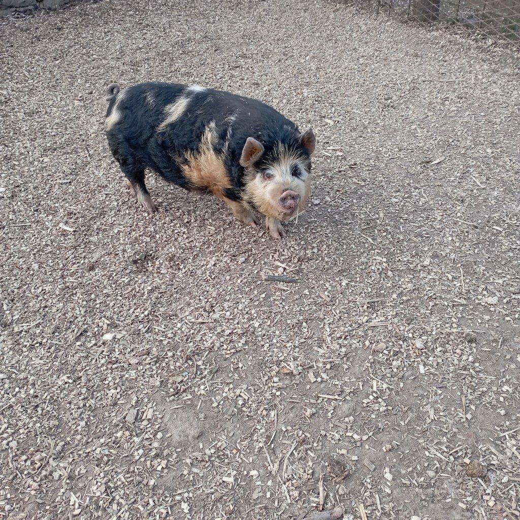 Čistokrevná kune kune