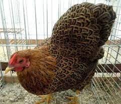 Slepičky Wyandotky zdrobnělé na vajíčka i na okrasu