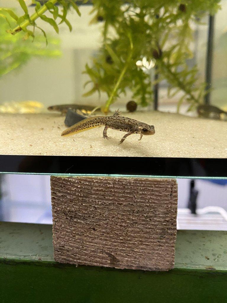 Čolci Lissotriton italicus - Faunatrhy Ostrava !