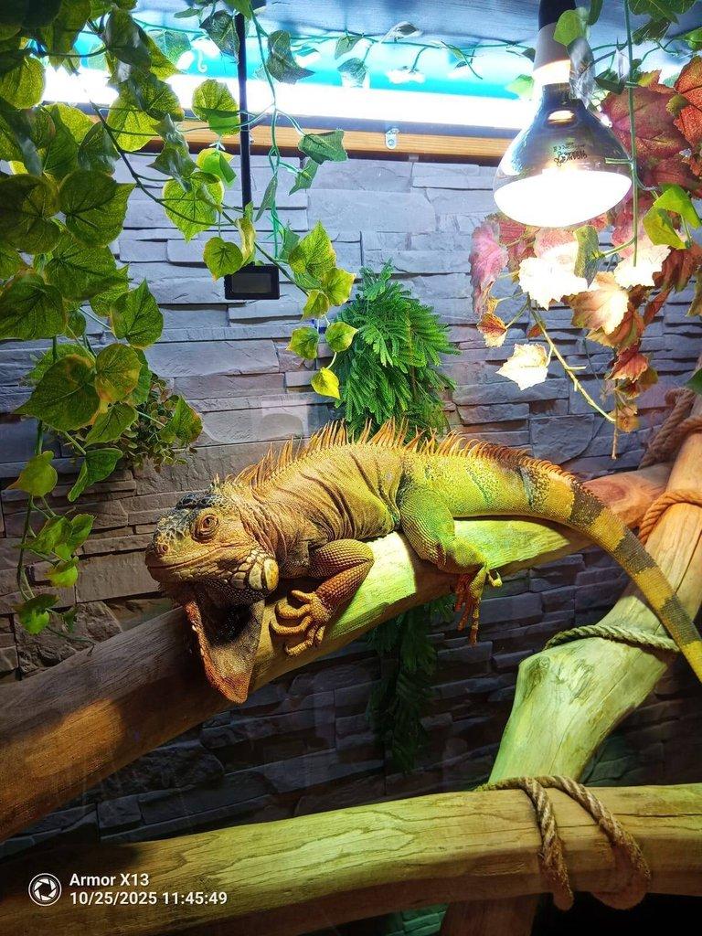 1,2 leguán zelený včetně terária.