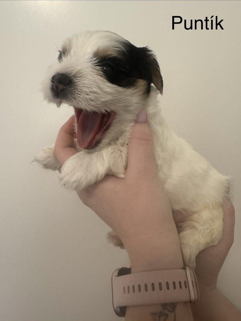 Nabízím k rezervaci štěňátka biewer teriér bez PP