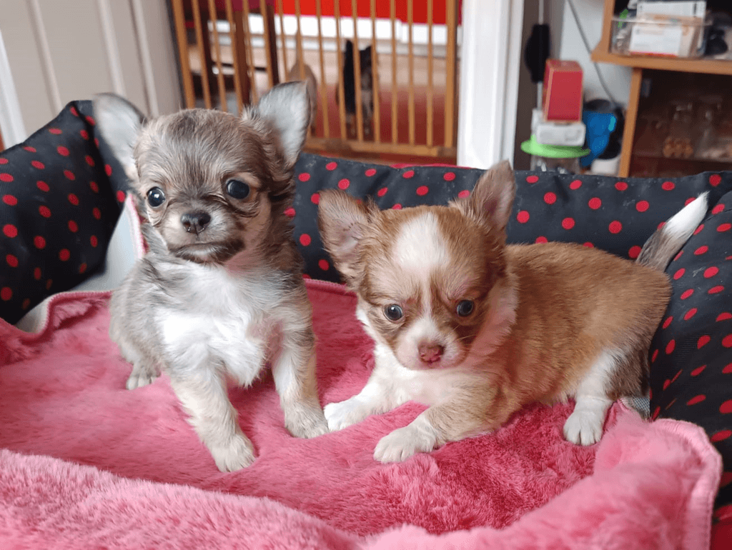 čivava dlouhosrstá s PP pes