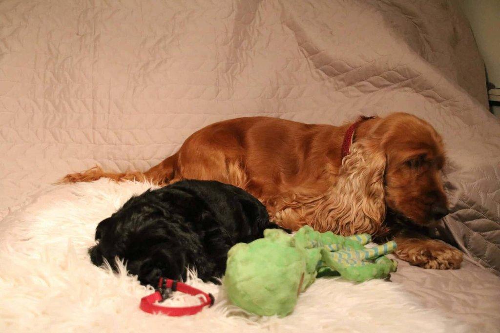 Anglický kokršpaněl s PP - 2 volní pejsci