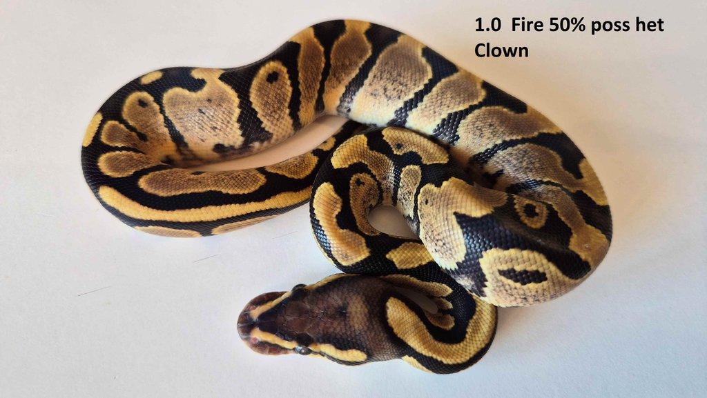 Krajta královská - prodám vlastní odchov 2023 - 2025