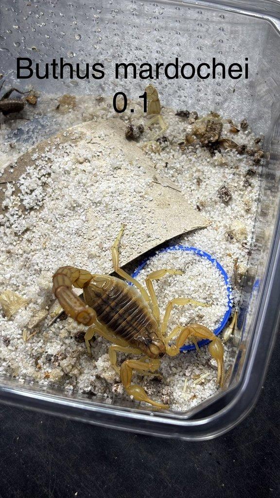 Štíři aktuální nabídka 21.4.