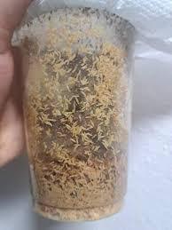 Velké nelétavé octomilky Drosophila hydei