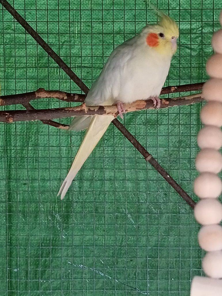 Prodám korelu s klecí