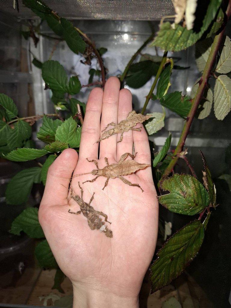 Heteropteryx dilatata - Strašilka obrovská