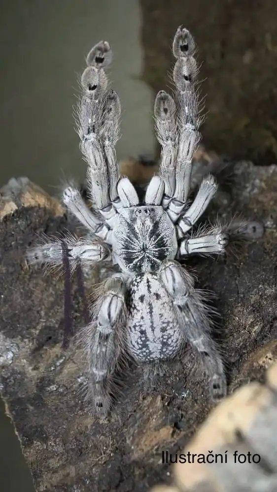 B. hamorii, B. boehmei, M. balfouri, G. pulchripes, H. pulchripes ...