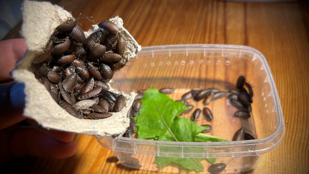 Krmní švábi - nymfy