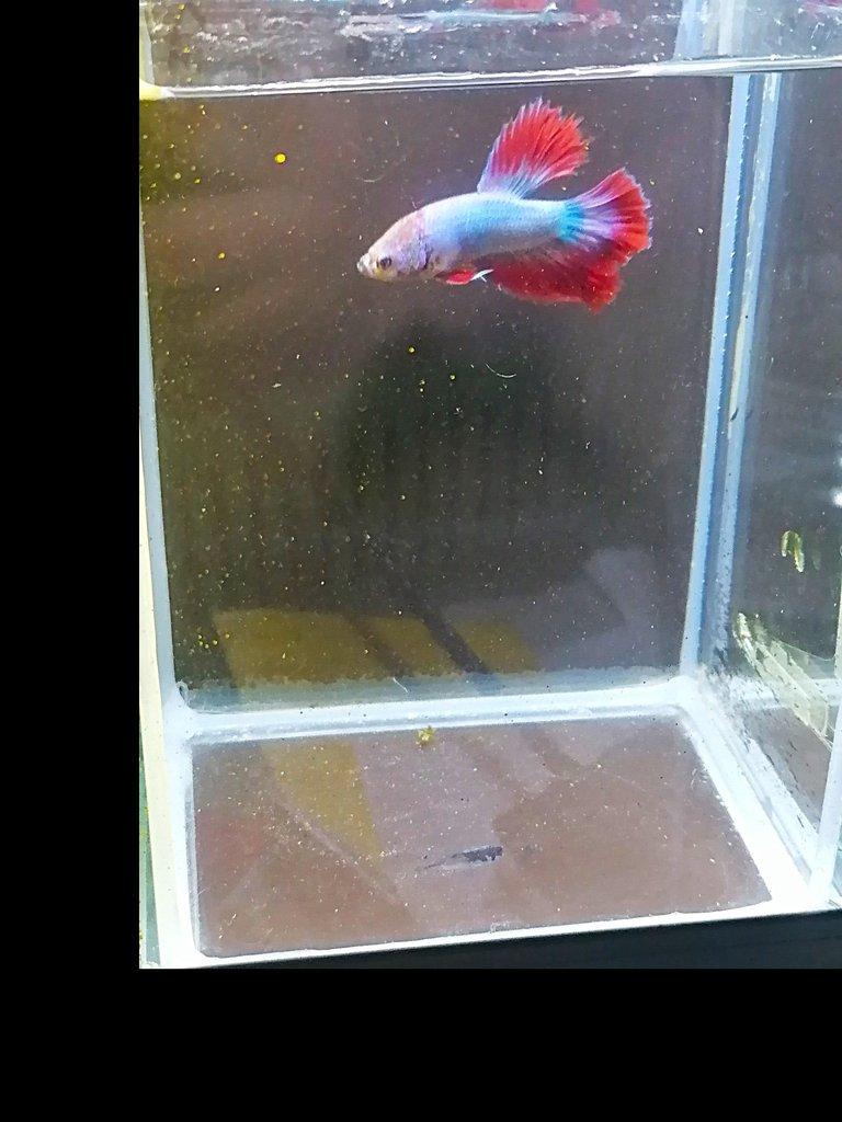 Betta Splendens - odchov