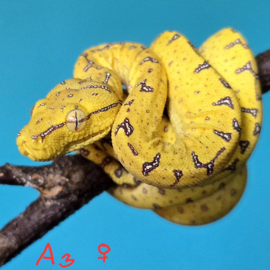 Morelia azurea pulcher (viridis)