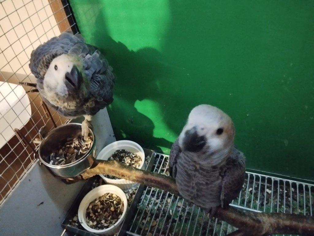 Žako kongo 1.1 rezervace