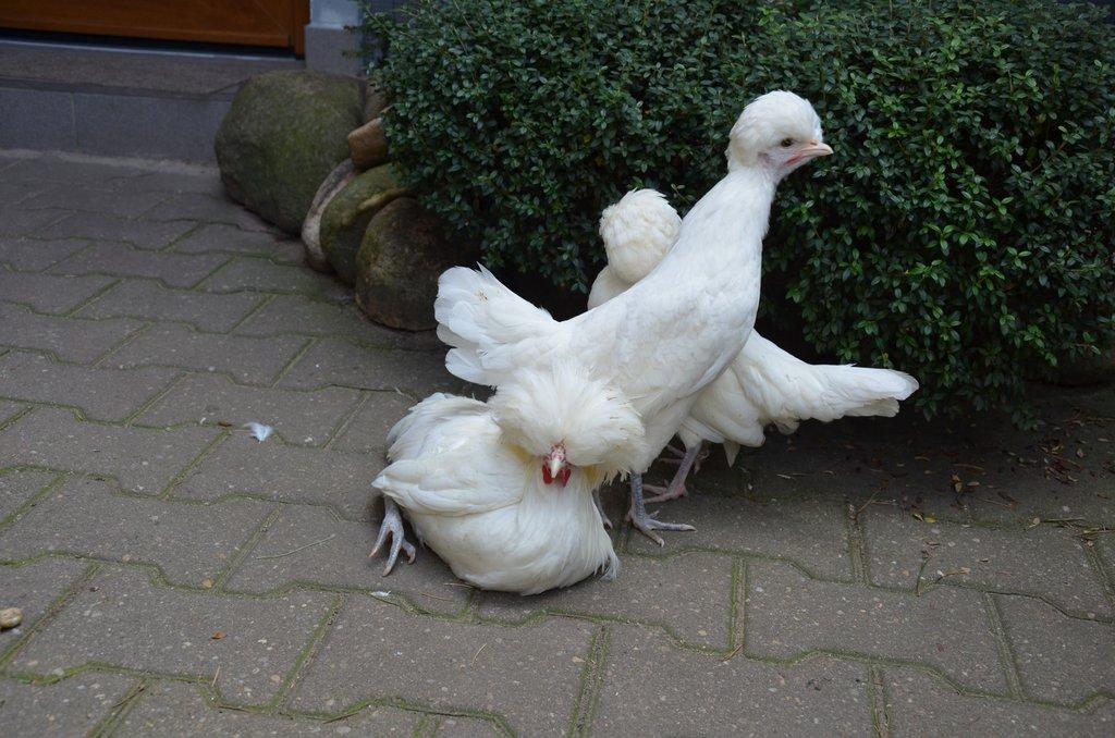 Zdrobnělé holanďanky