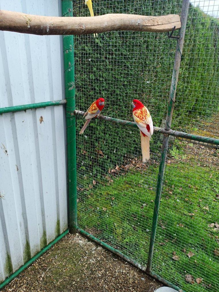 Prodám Roselu penant