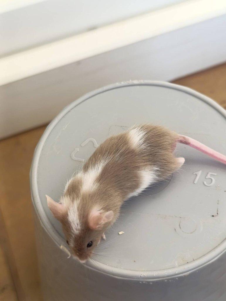 Barevné Fancy myšky