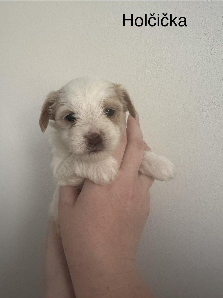Nabízím k rezervaci štěňátka biewer teriér bez PP