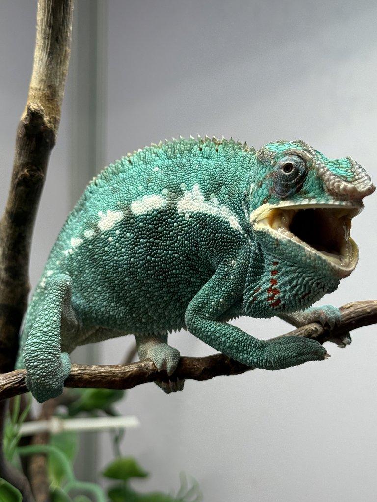 Nosy be samci 💙 Nosy be samice ❤️