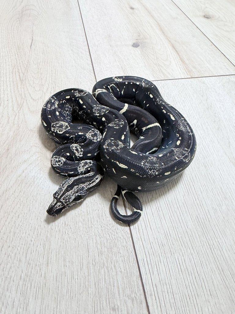 Hroznys kralovsky Boa samice IMG