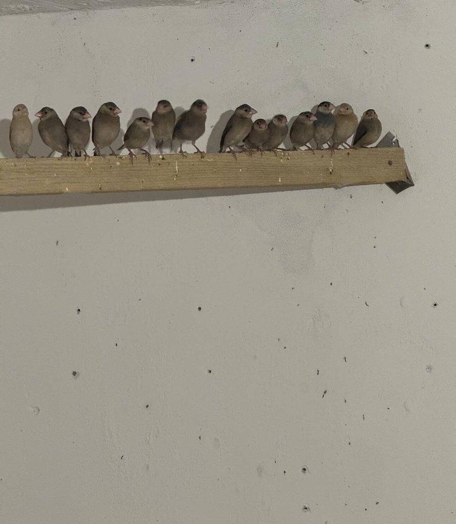 Prodám loňské rýžovníky