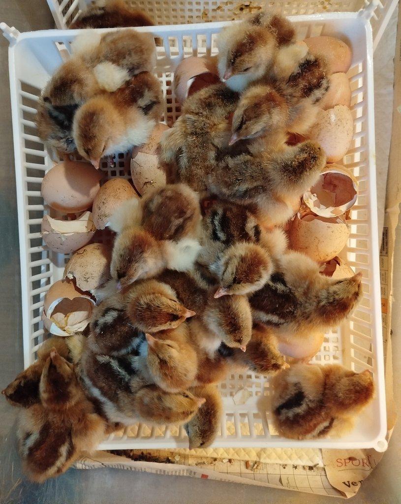 Brahmánka velká koroptví vlnitá