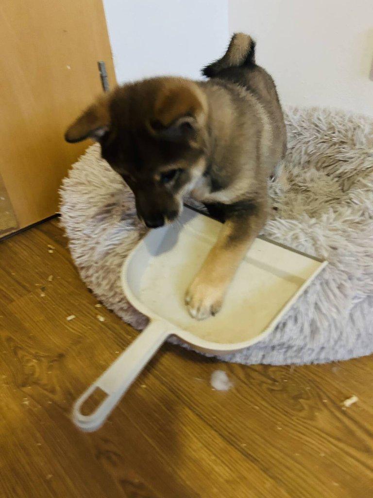 Shikoku štěňátko hledá milující domov