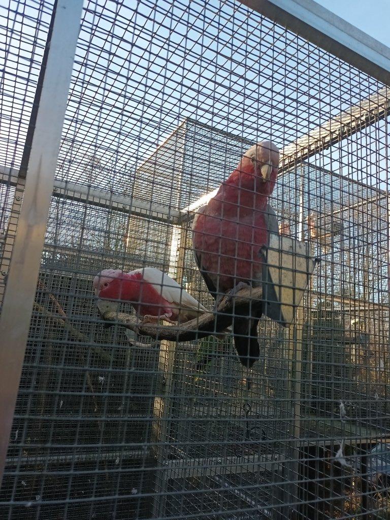 Kakadu růžový štěpák-lutino