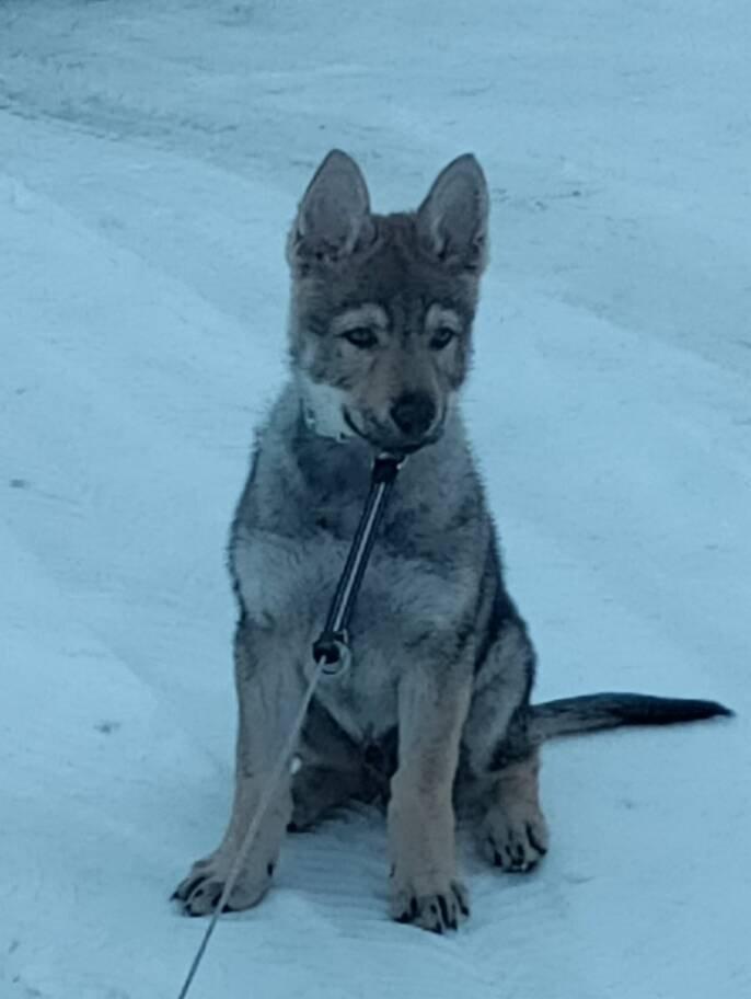 Československý vlčák - štěně s PP TOP prac.spojení